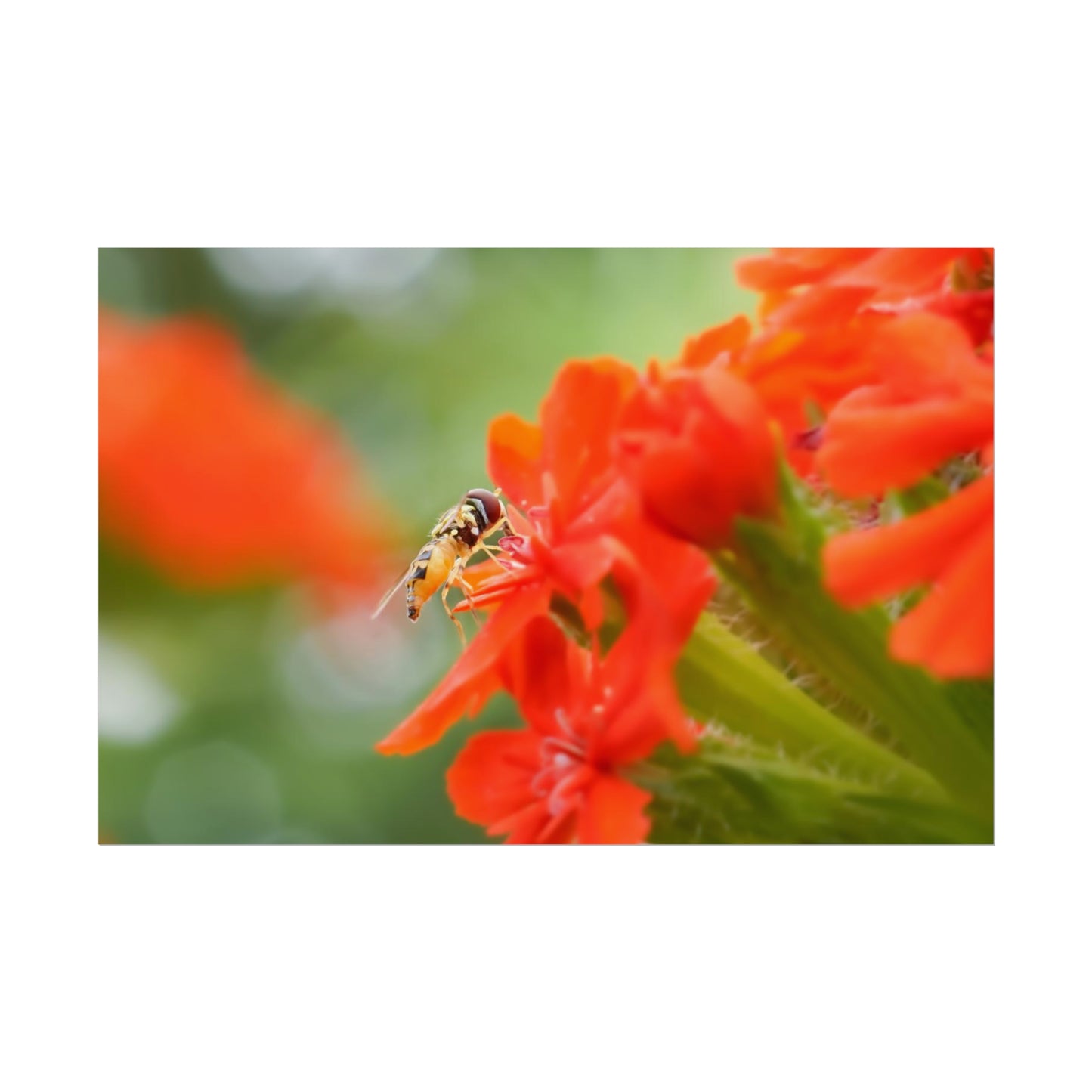 Flower Fly on Red Flowers Fine Art Print