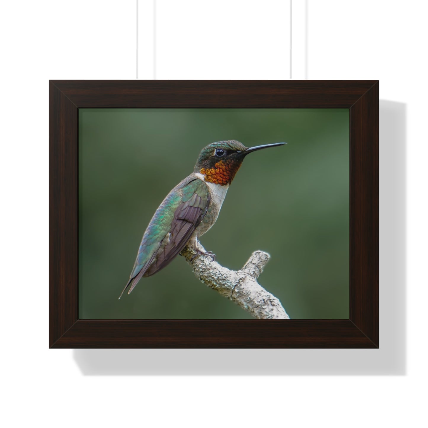 Ruby-Throated Hummingbird Framed Matte Print