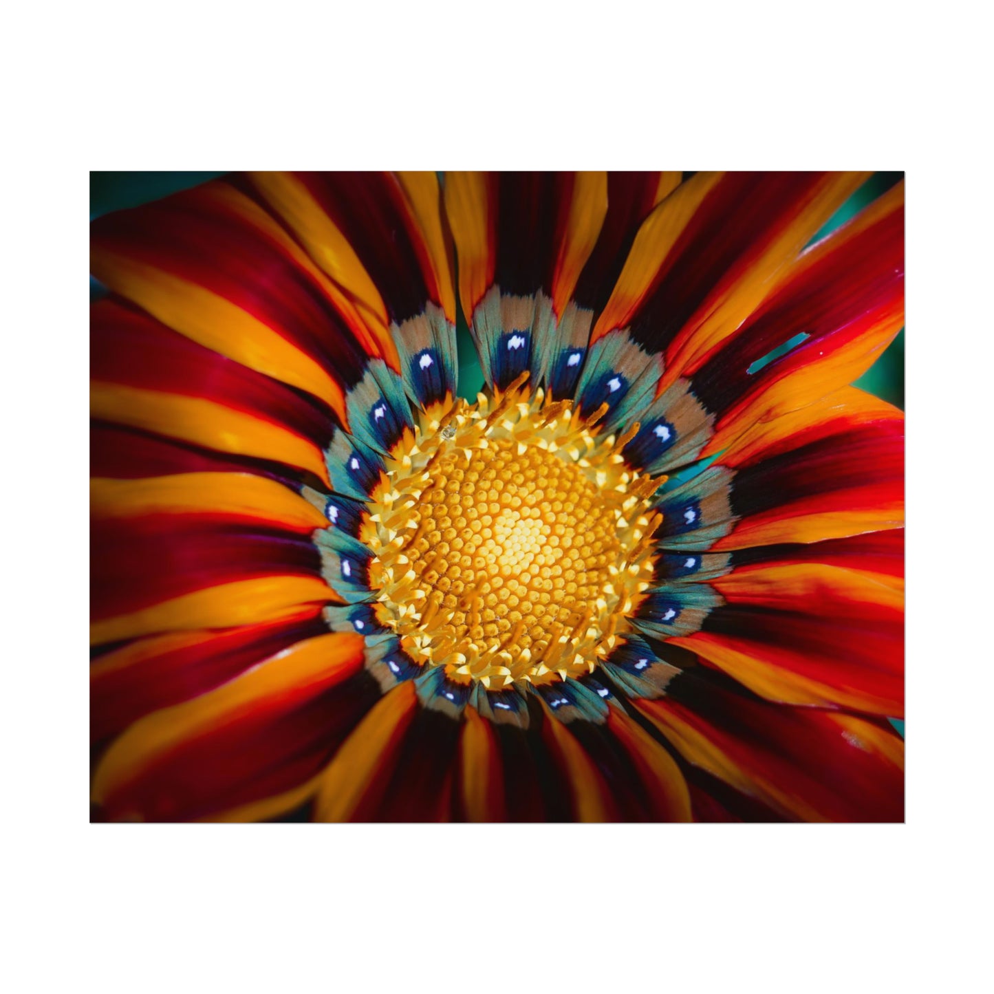 Vibrant Macro Flower Fine Art Print