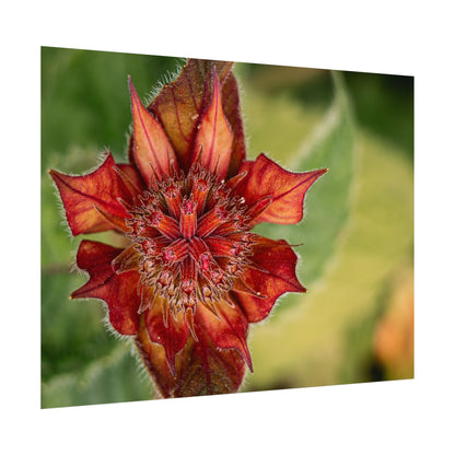 Fancy Red Bee Balm Flower Macro Fine Art Print