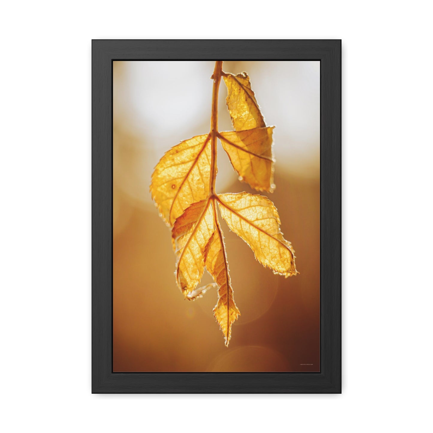 Leaves of Gold Framed Fine Art Photograph