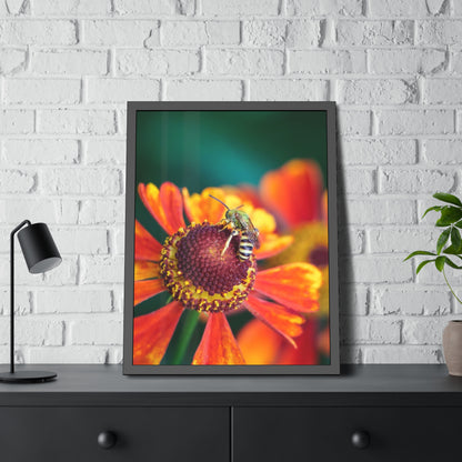 Fashionable Sweat Bee Framed Print | Nature Photography