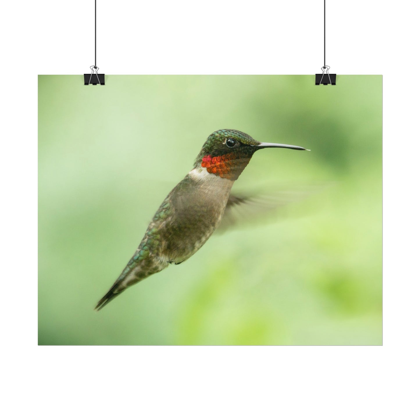 Hummingbird In-Flight Fine Art Print