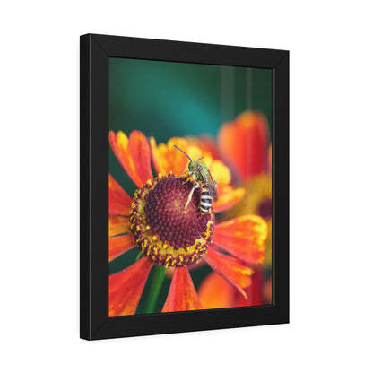 Fashionable Sweat Bee Framed Print | Nature Photography