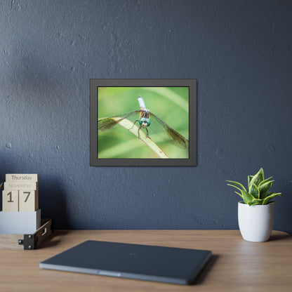 Macro Dragonfly Eyes Framed Print | Nature Photography