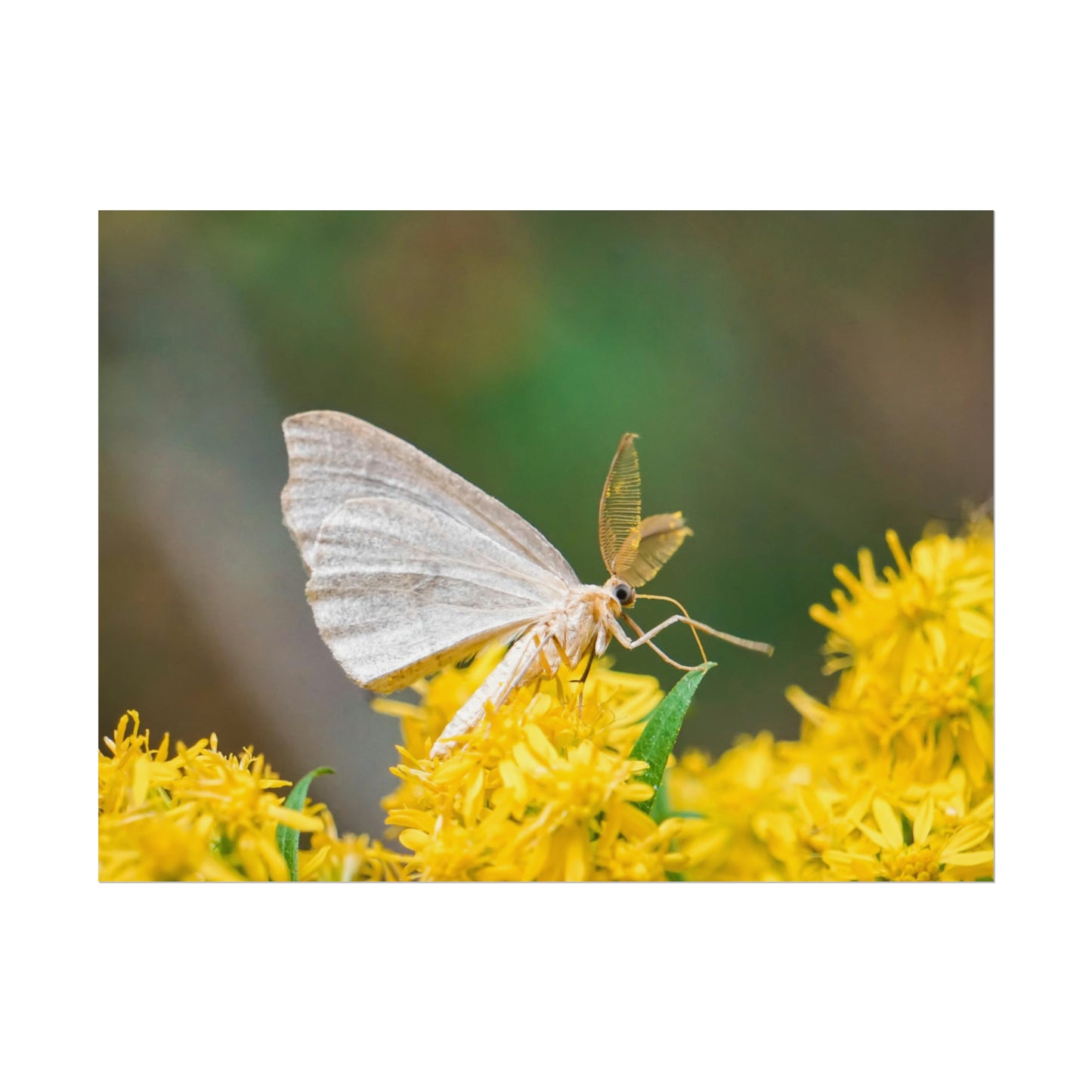 Curious Moth Fine Art Print