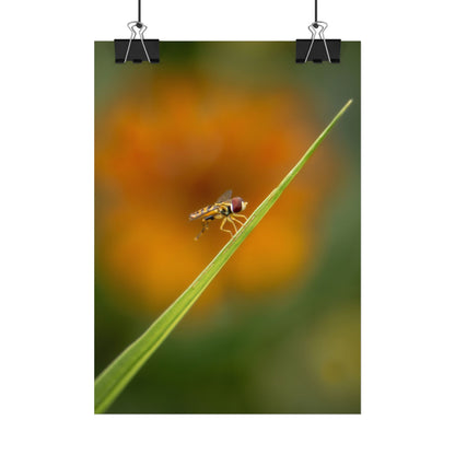 Flower Fly Poses with Orange Flowers Fine Art Print