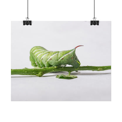 Tomato Hornworm Caterpillar Fine Art Print