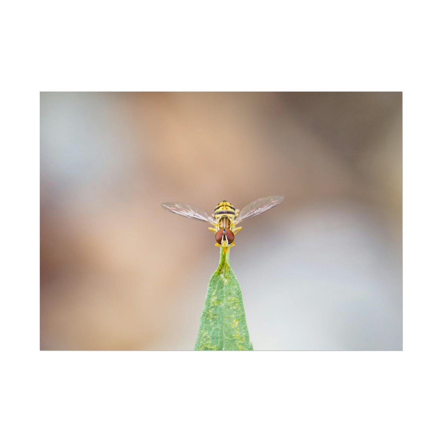 Flower Fly Poses in Macro Fine Art Print