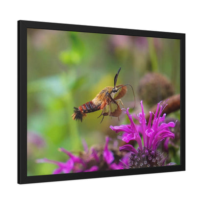 Hummingbird Moth In Flight Framed Print | Nature Photography