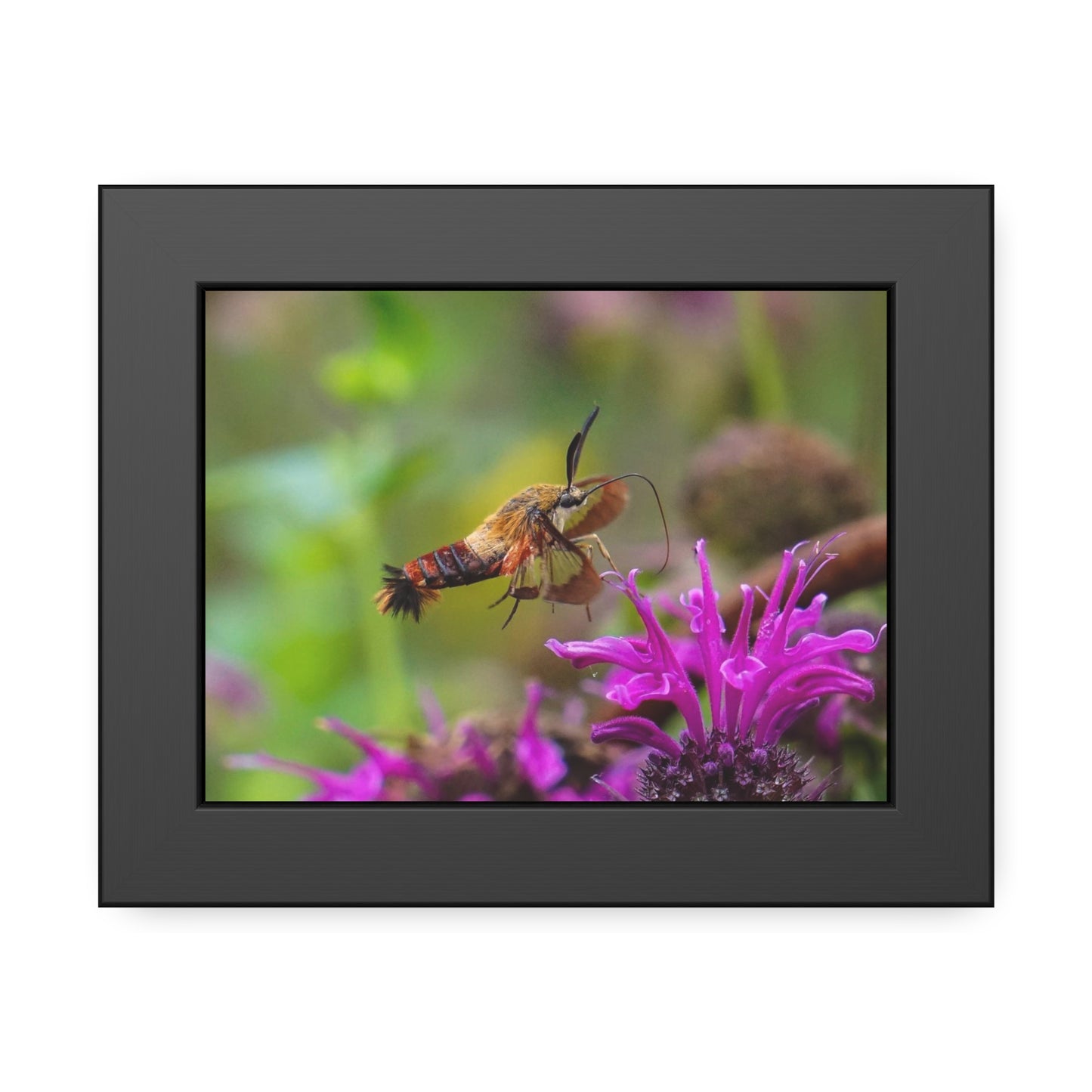 Hummingbird Moth In Flight Framed Print | Nature Photography