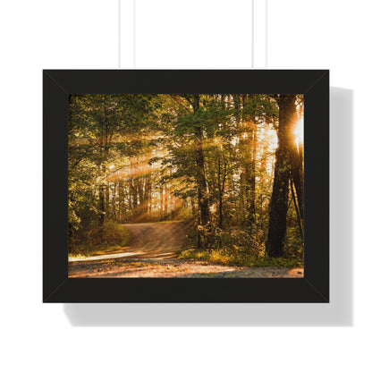 Sunbeams Streaming Onto Forest Path Framed Matte Print