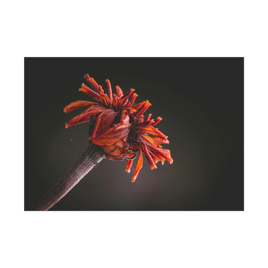 Macro Vibrant Red Orange Flower Fine Art Print