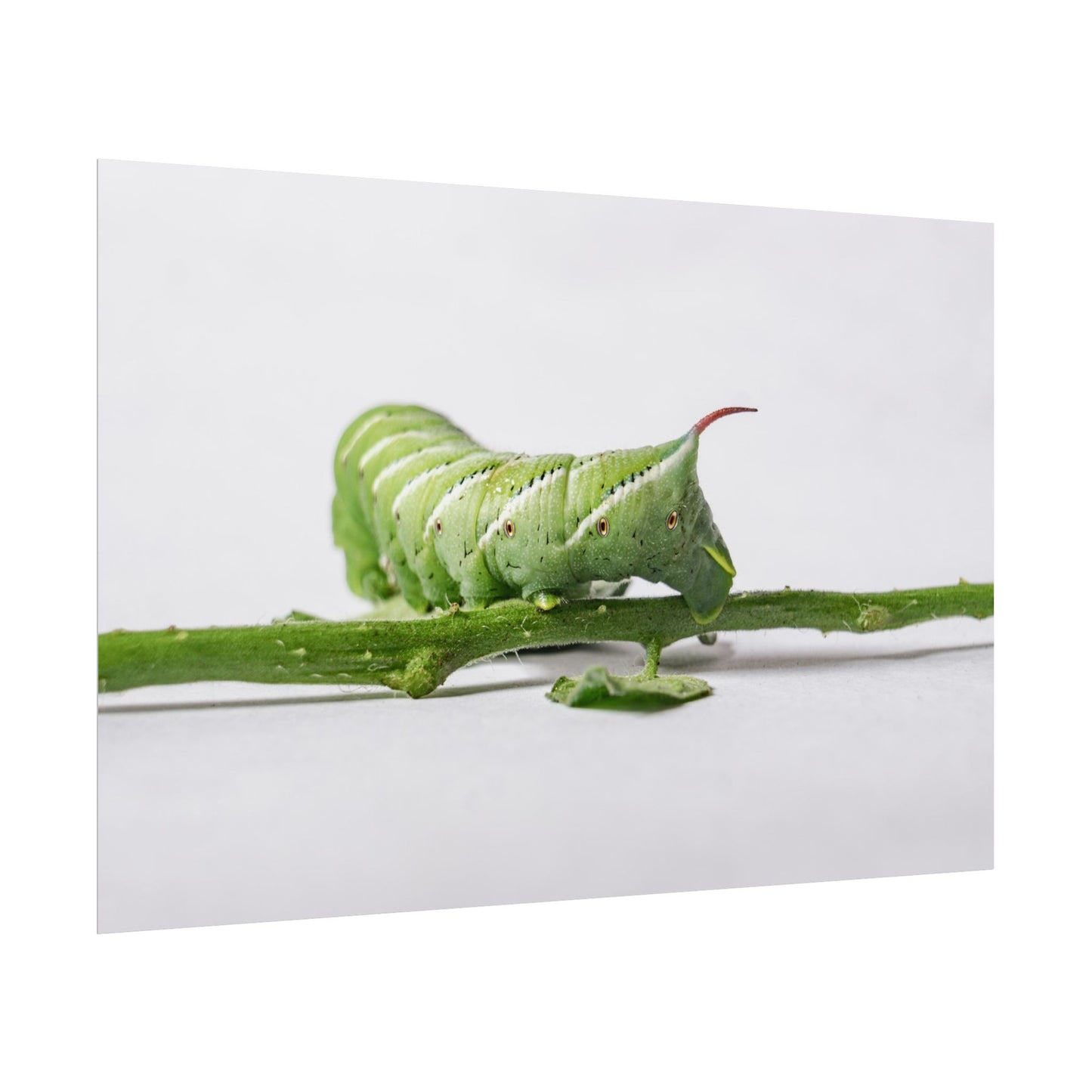 Tomato Hornworm Caterpillar Fine Art Print