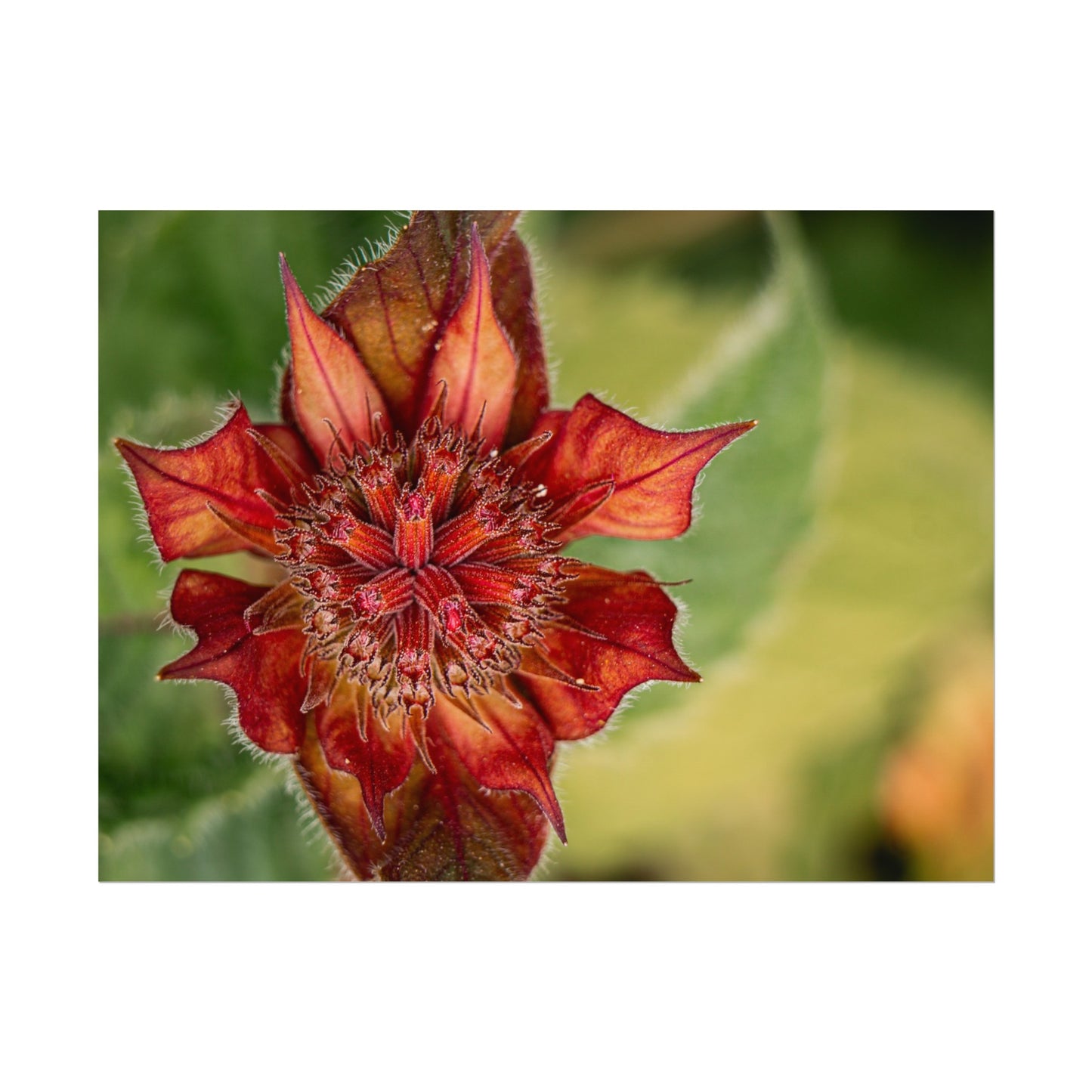 Fancy Red Bee Balm Flower Macro Fine Art Print