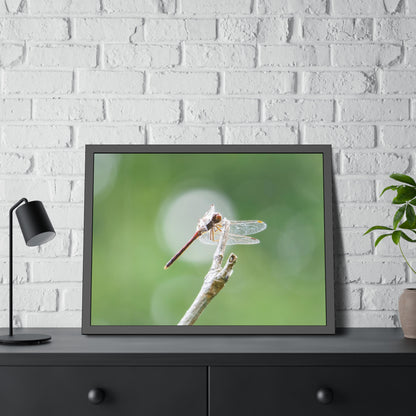 Dramatic Dragonfly Framed Print | Nature Photography