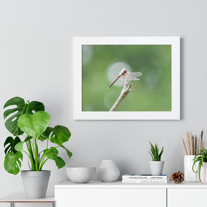 Dramatic Dragonfly Framed Matte Print