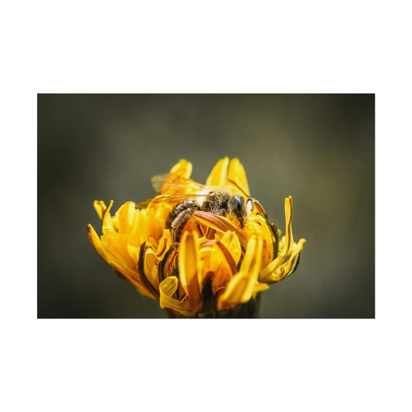 Macro Bee Pollinating Dandelion Fine Art Print