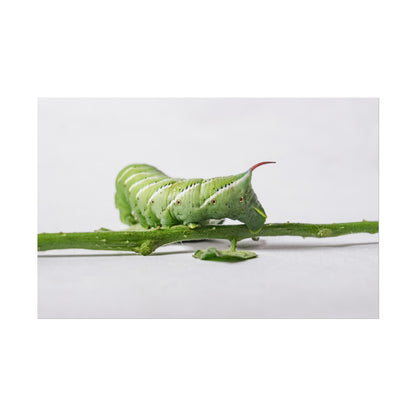 Tomato Hornworm Caterpillar Fine Art Print