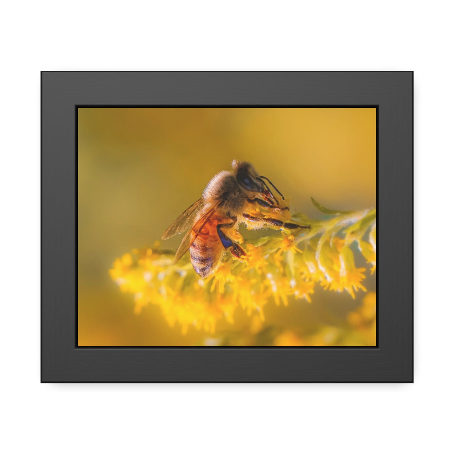 Golden Honey Bee Framed Print | Nature Photography