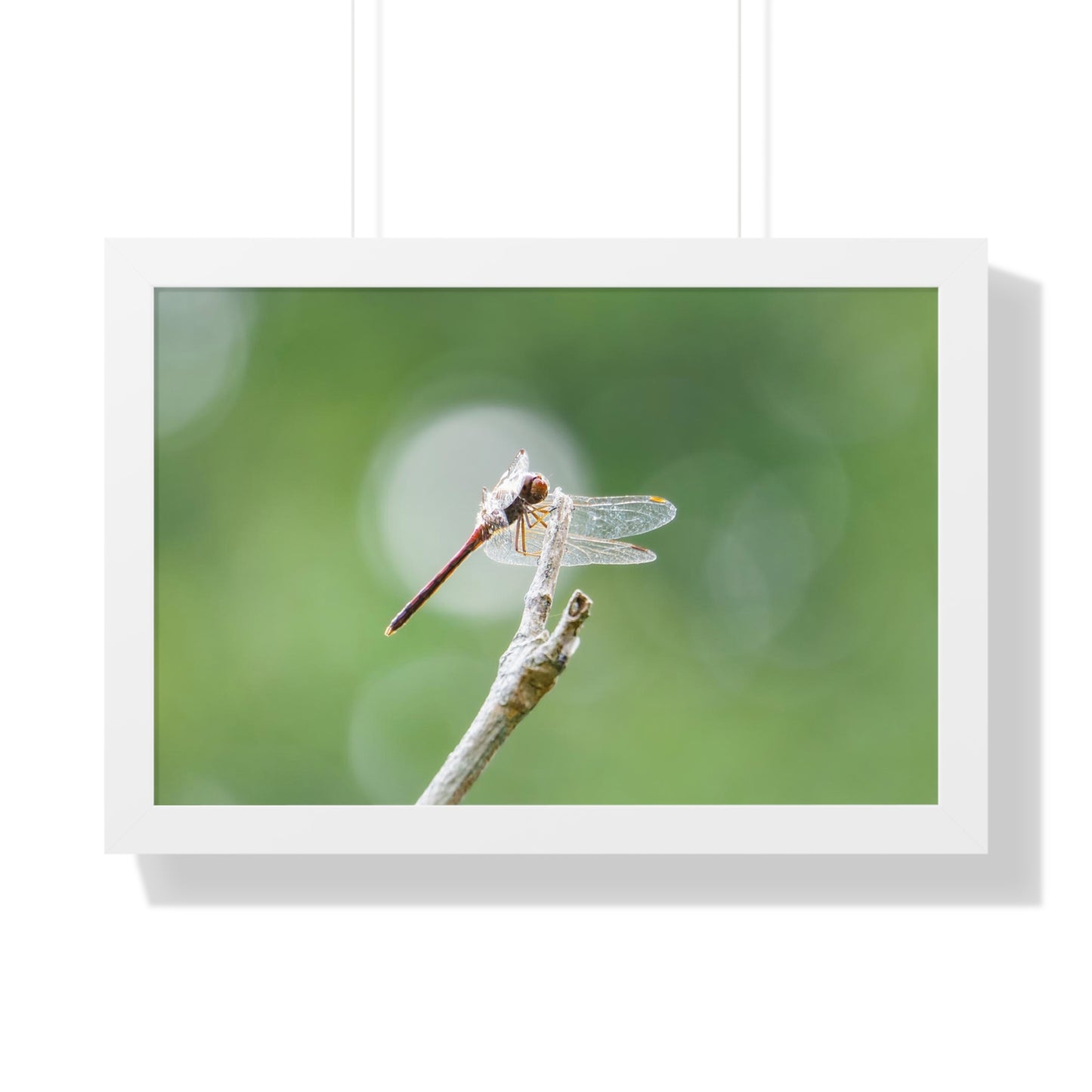 Dramatic Dragonfly Framed Matte Print