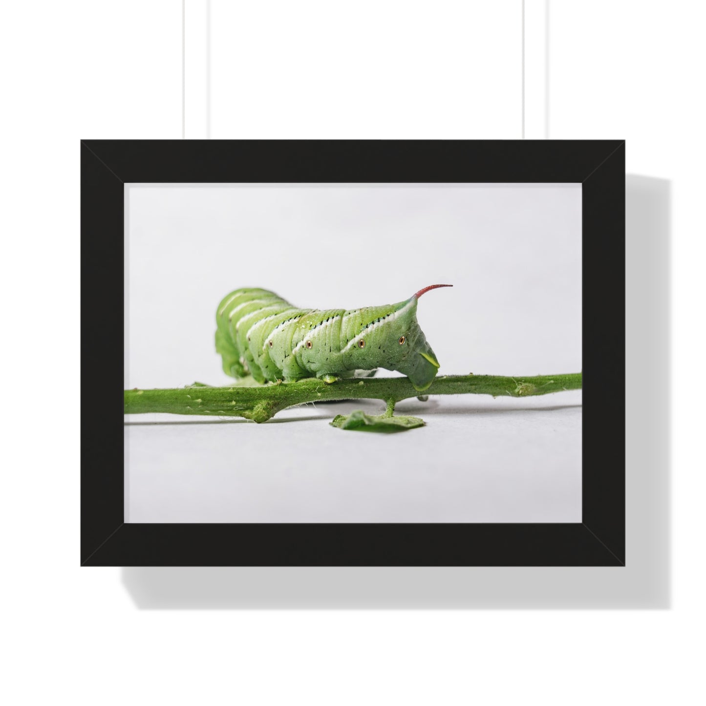 Tomato Hornworm Caterpillar Framed Matte Print