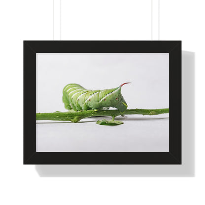 Tomato Hornworm Caterpillar Framed Matte Print