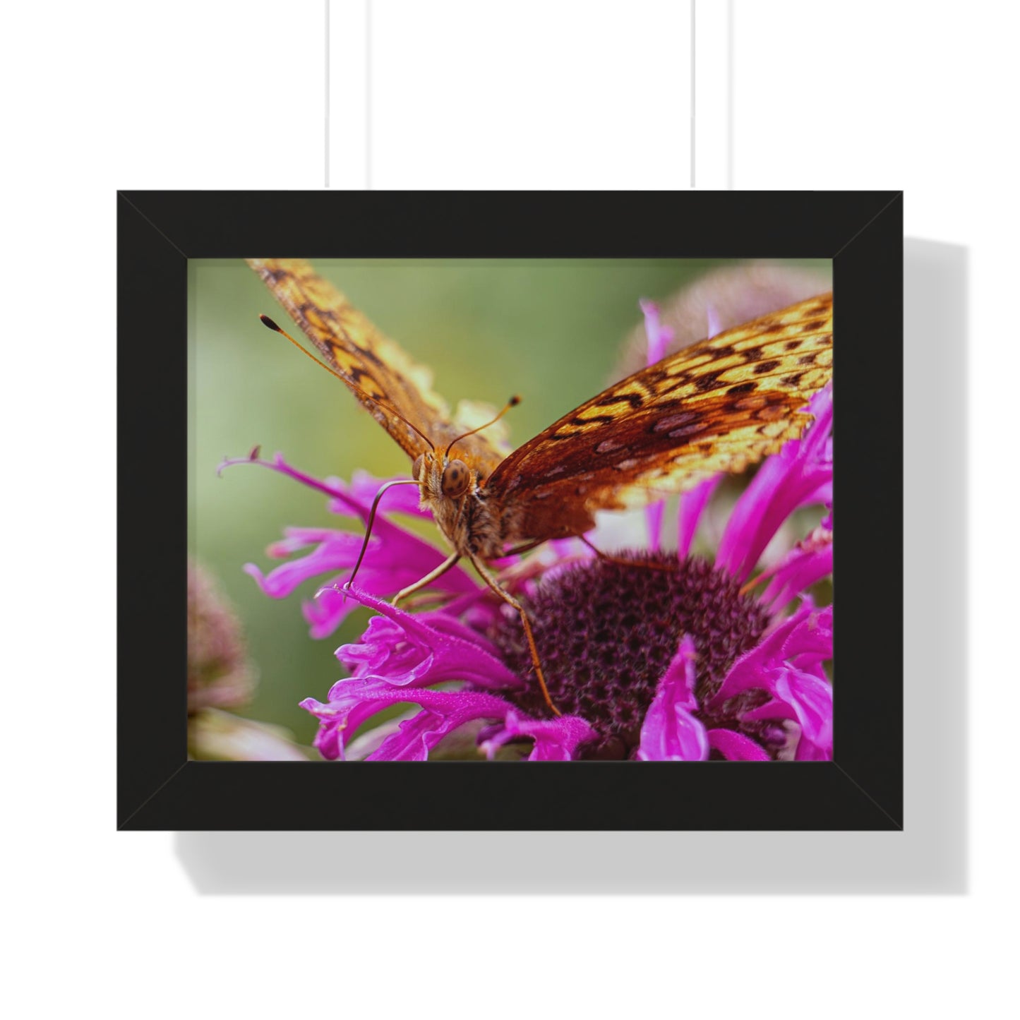 Fritillary Butterfly in Macro Framed Matte Print