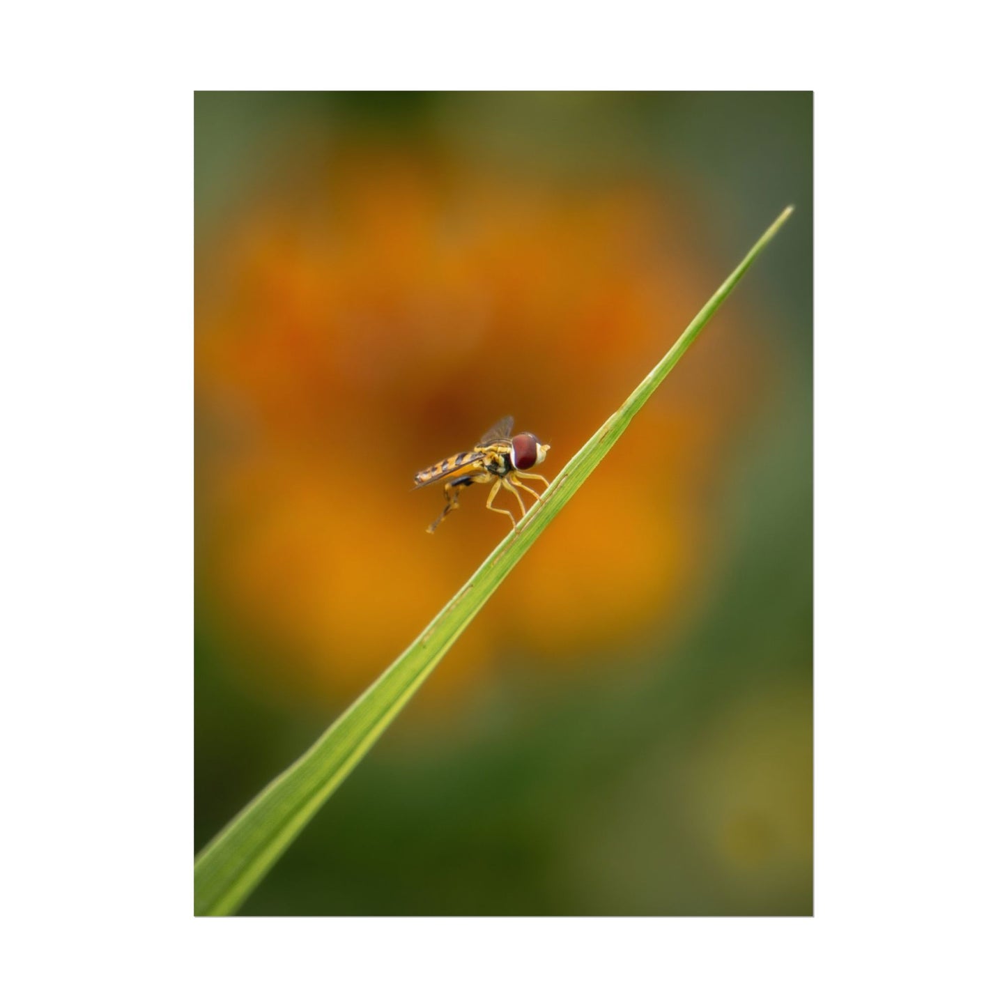 Flower Fly Poses with Orange Flowers Fine Art Print