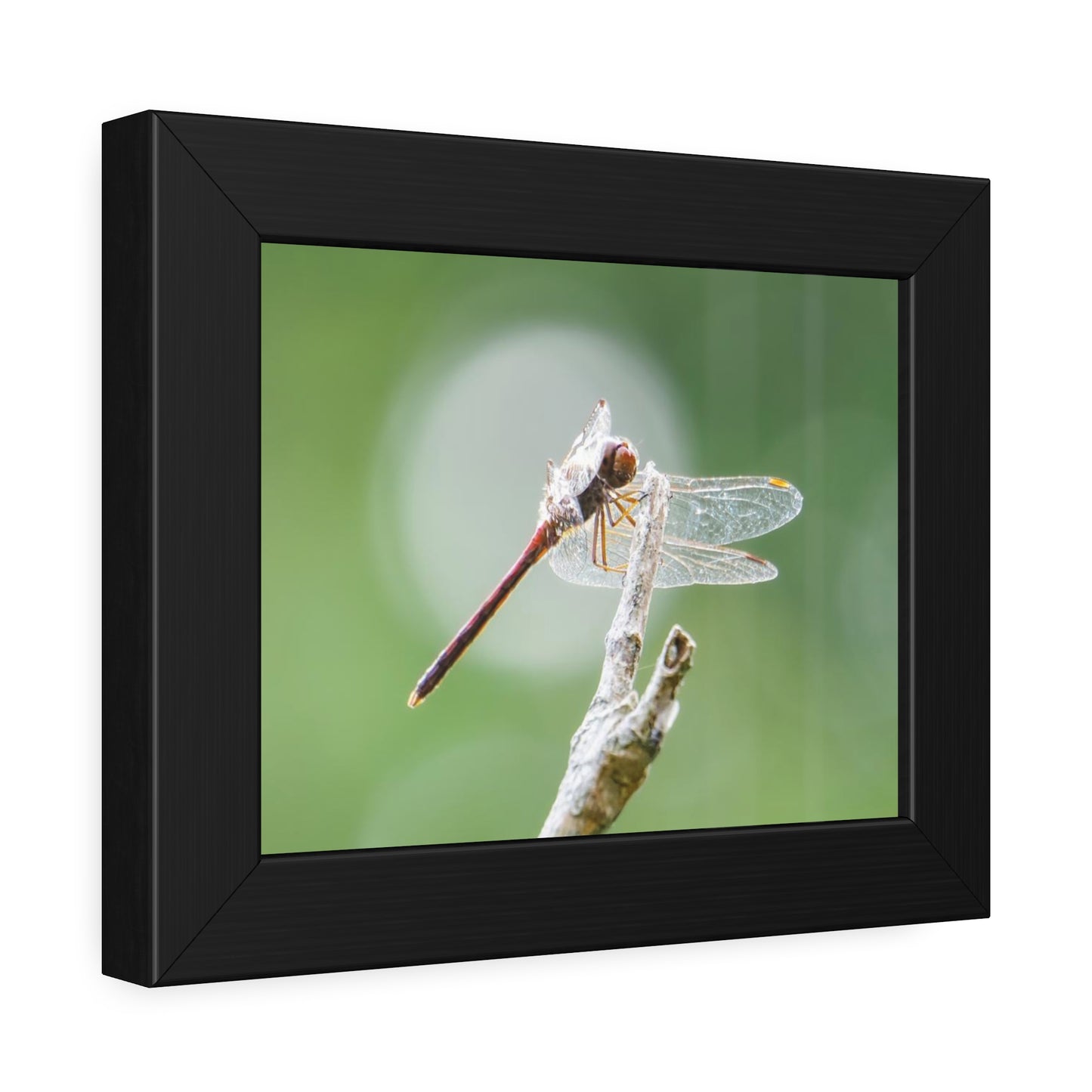 Dramatic Dragonfly Framed Print | Nature Photography