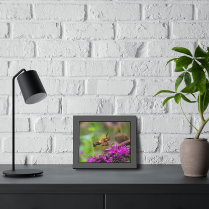 Hummingbird Moth In Flight Framed Print | Nature Photography