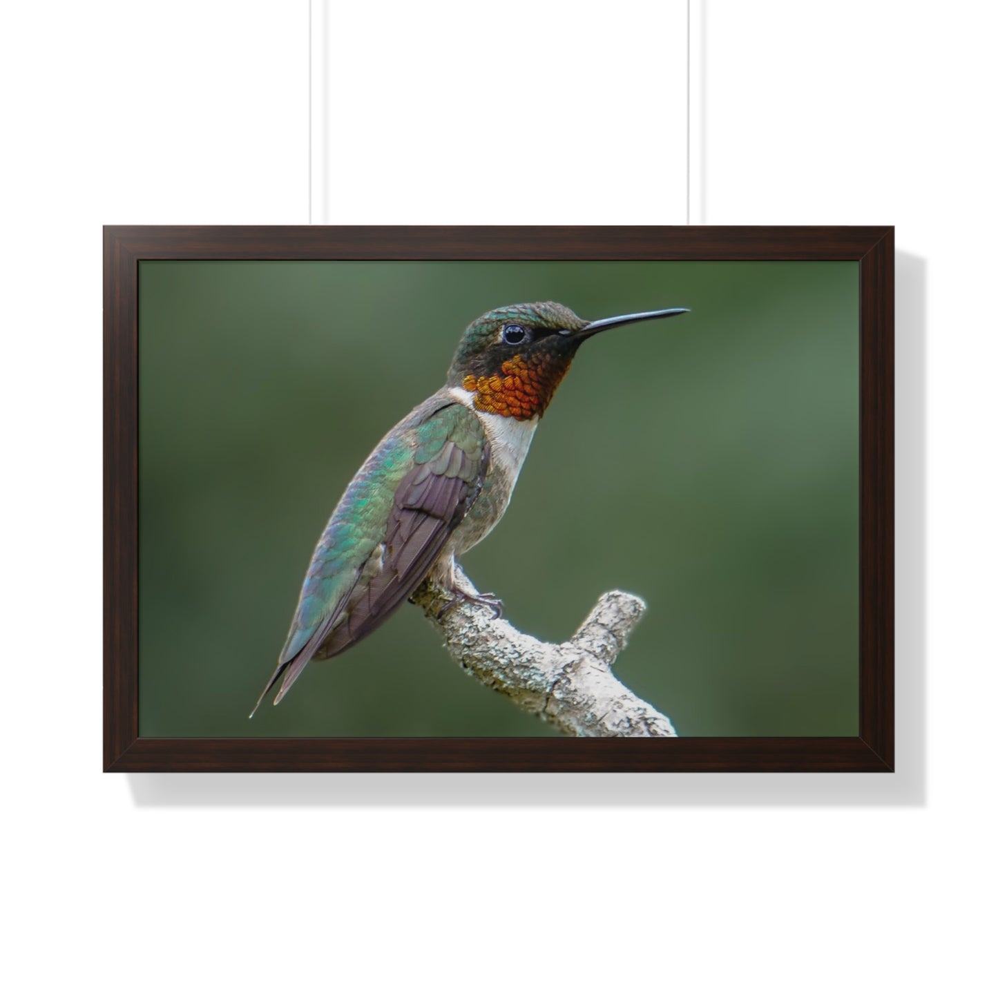 Ruby-Throated Hummingbird Framed Matte Print