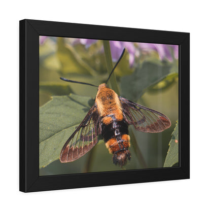 Sleeping Hummingbird Moth Framed Print | Nature Photography