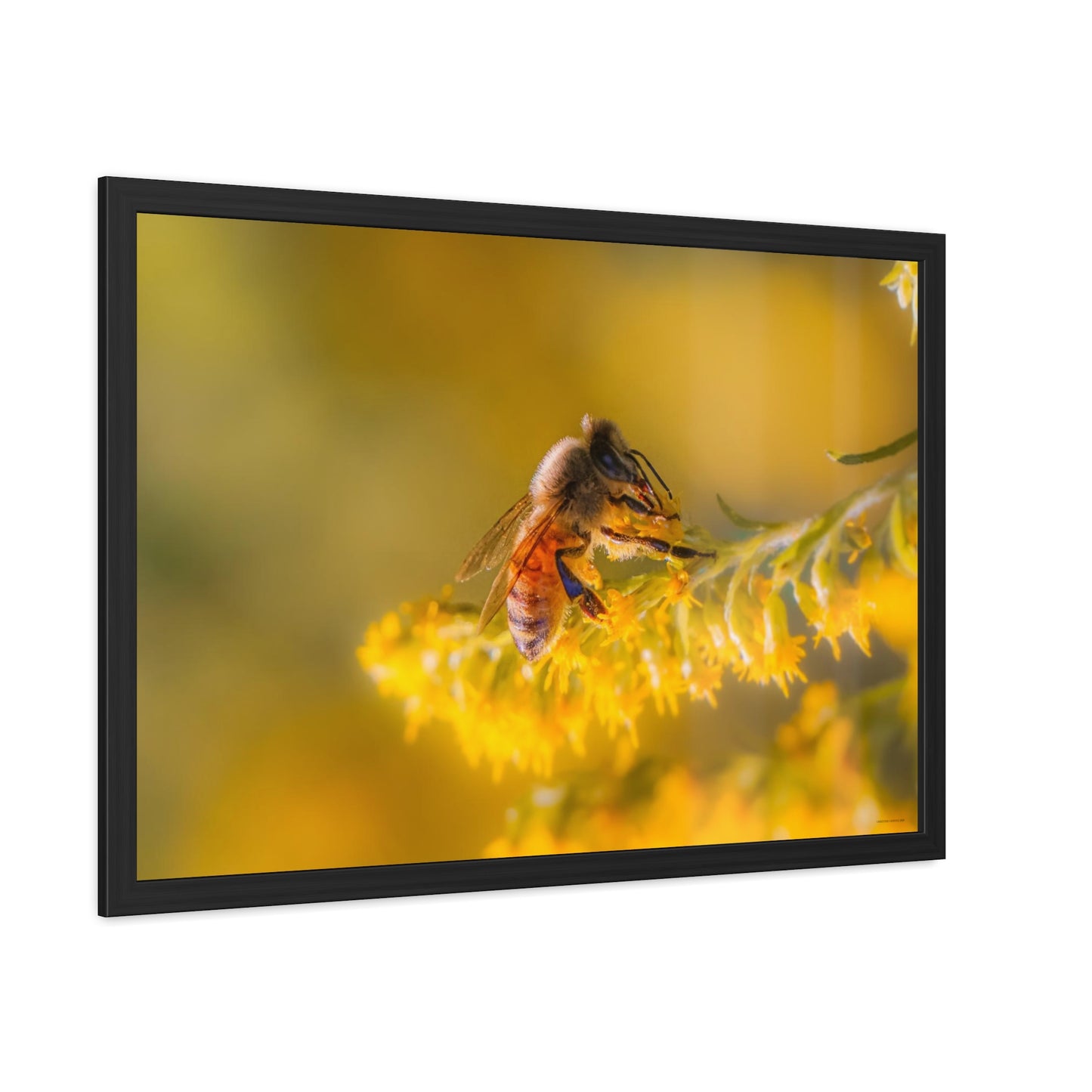 Golden Honey Bee Framed Fine Art Photograph