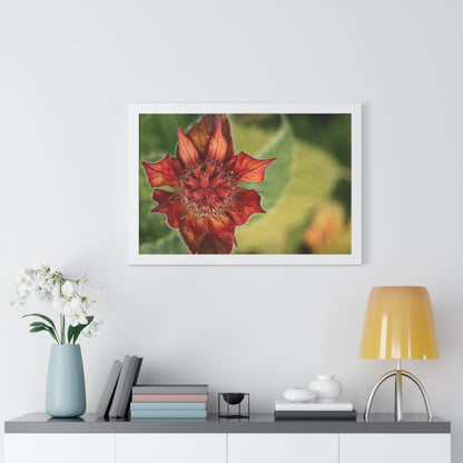 Fancy Red Bee Balm Flower Macro Framed Matte Print