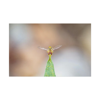 Flower Fly Poses in Macro Fine Art Print