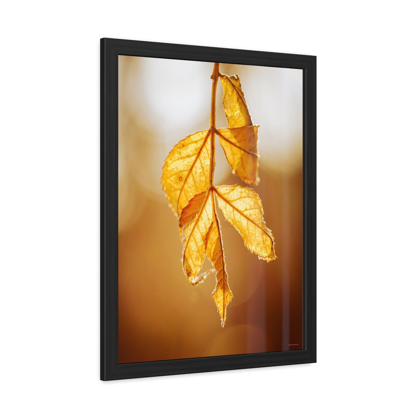 Leaves of Gold Framed Fine Art Photograph