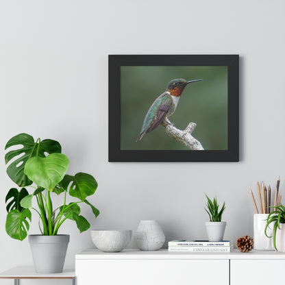 Ruby-Throated Hummingbird Framed Matte Print