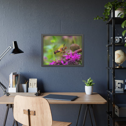 Hummingbird Moth In Flight Framed Print | Nature Photography