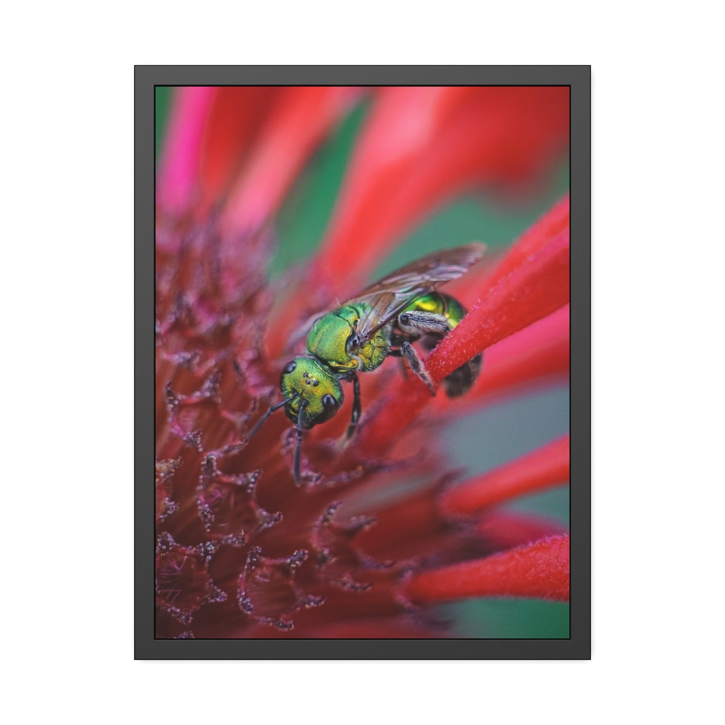 Beautiful Green Bee Framed Print | Nature Photography