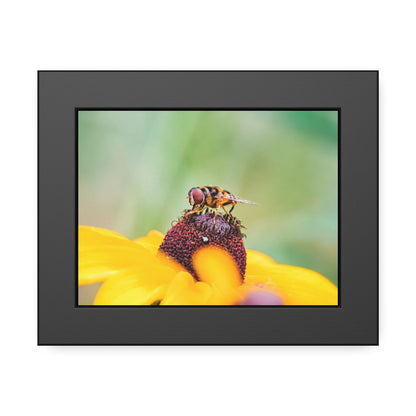 Flower Fly on Black-Eyed Susan Framed Print | Nature Photography