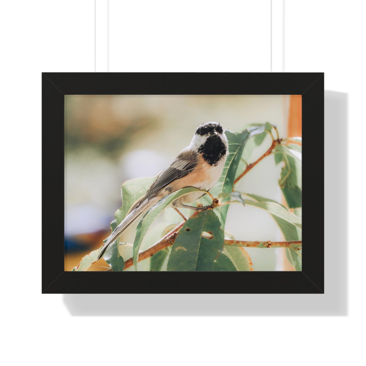 Black-Capped Chickadee Framed Matte Print