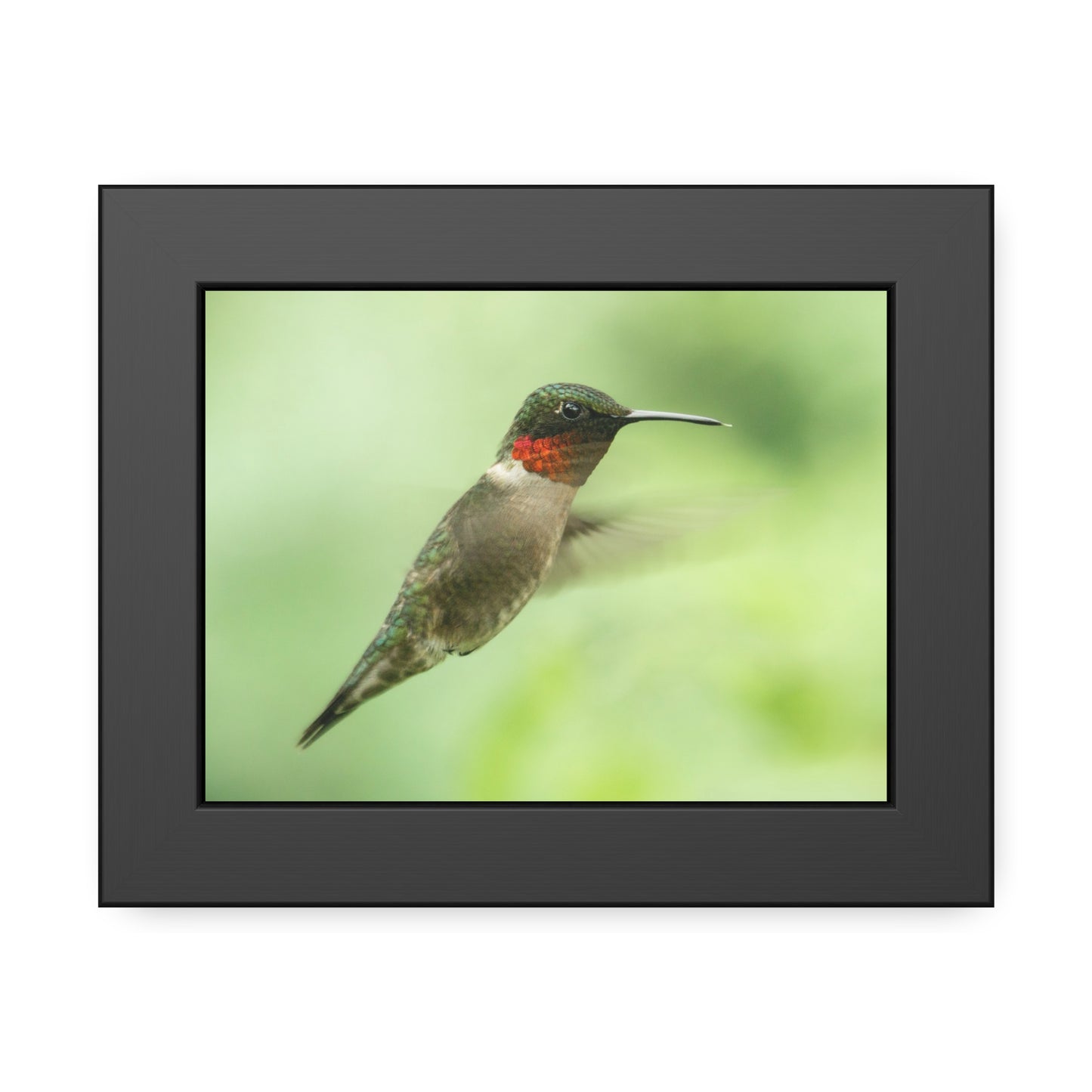 Hummingbird In-Flight Framed Print | Nature Photography