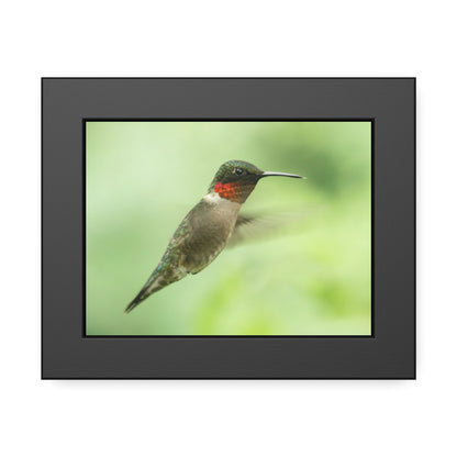 Hummingbird In-Flight Framed Print | Nature Photography