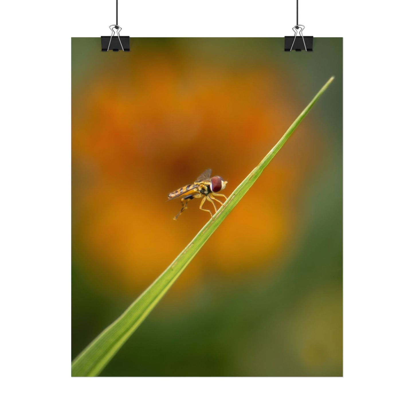 Flower Fly Poses with Orange Flowers Fine Art Print