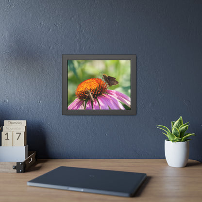 Little Glassywing Butterfly Framed Print | Nature Photography