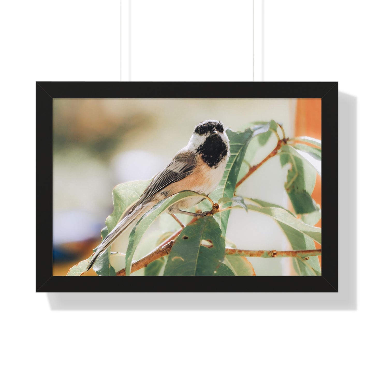 Black-Capped Chickadee Framed Matte Print