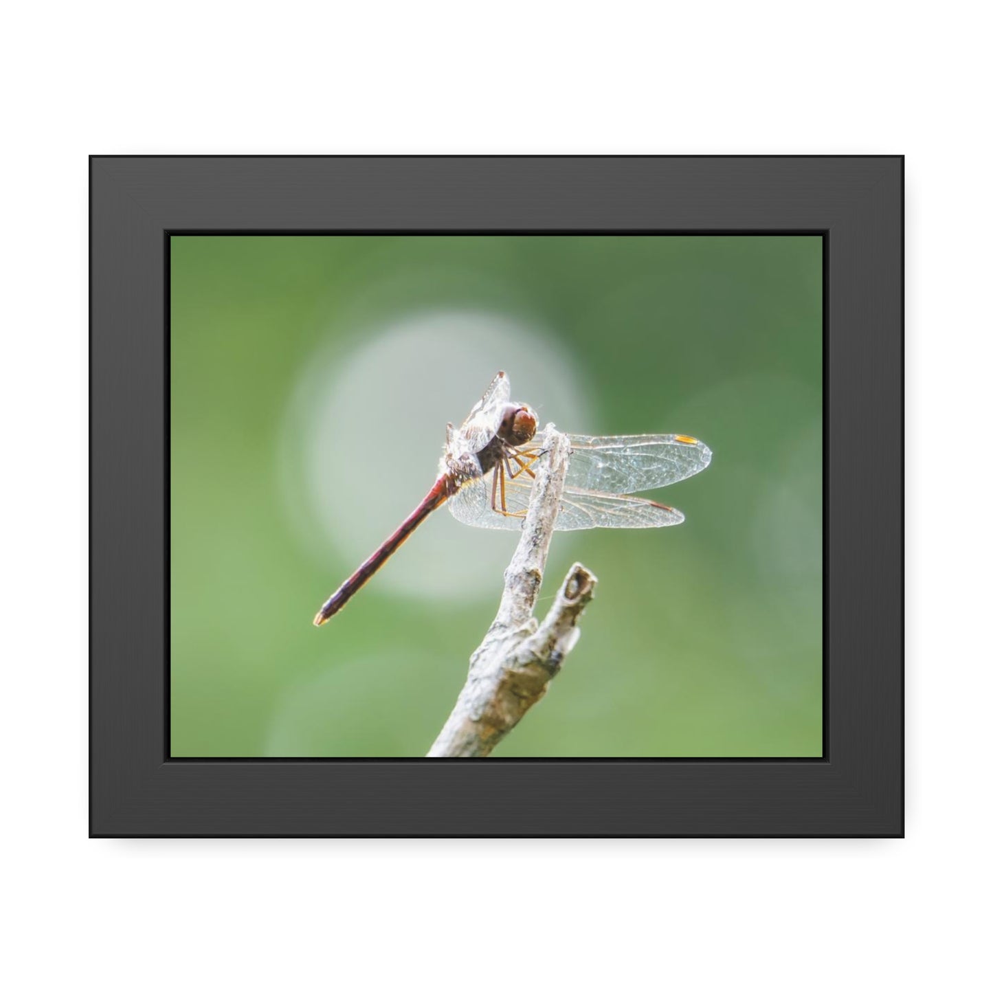 Dramatic Dragonfly Framed Print | Nature Photography