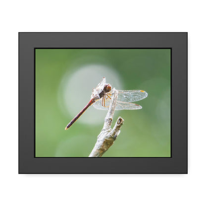 Dramatic Dragonfly Framed Print | Nature Photography