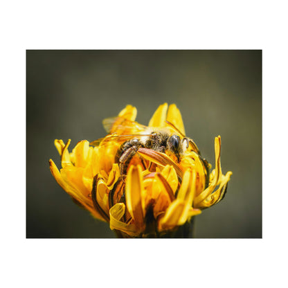 Macro Bee Pollinating Dandelion Fine Art Print